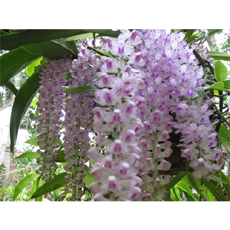 Phân bón lá B-1 Start của Mỹ, Grow More 235ml. Kích Rễ - Đâm Chồi