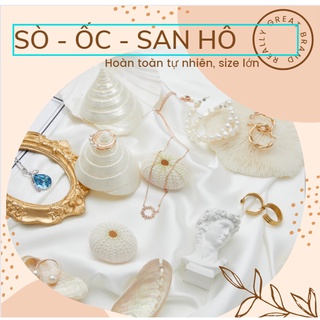 San Hô, Sò , Ốc xà cừ, Nhím Biển trang trí chụp ảnh, làm đồ handmade