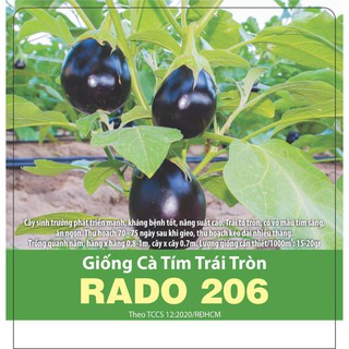 Hạt Giống Cà Tím Trái Tròm Rado 206 Rạng Đông, Kháng Bệnh tốt, Trồng quanh Năm, Năng Suất Cao