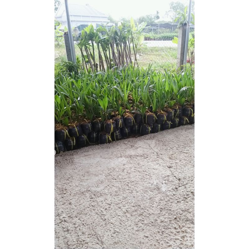 Dừa xiêm lùn siêu quả ,chuẩn giống