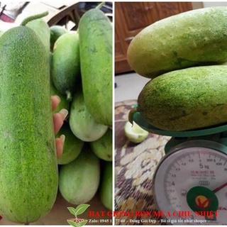Dưa chuột mèo 10 hạt