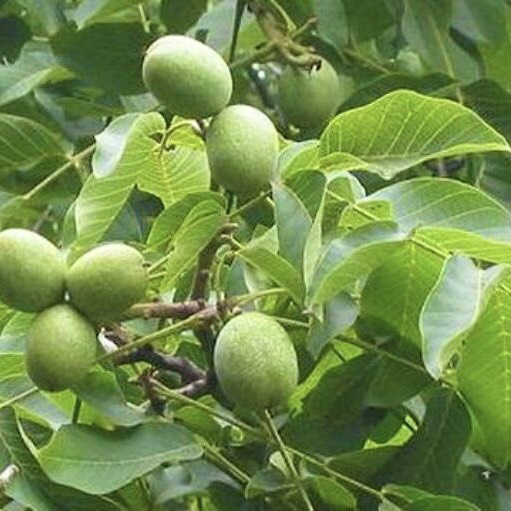 Quả Óc Chó Nếp Hà Giang - Giàu Dinh Dưỡng (Kèm đồ tách vỏ) - An's Green Food