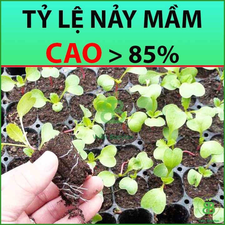 Hạt Giống Củ Cải Trắng 20Gr Củ To, Năng Suất Cao