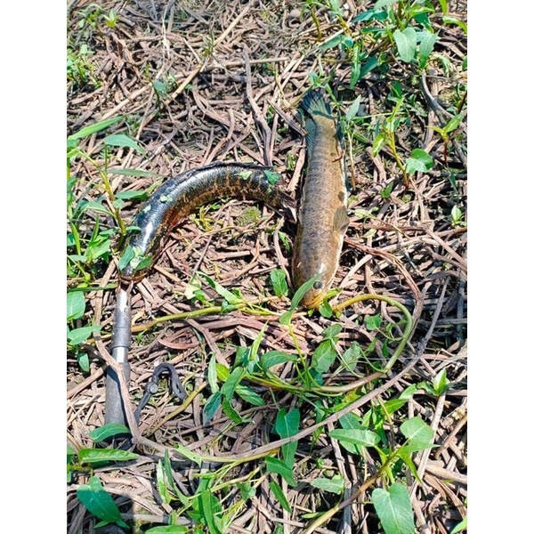 Nhái Hơi F69 Sét Chấm Bi