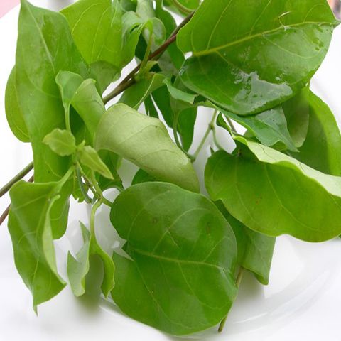 Hạt giống Lá Giang - Chumon - Vón vén