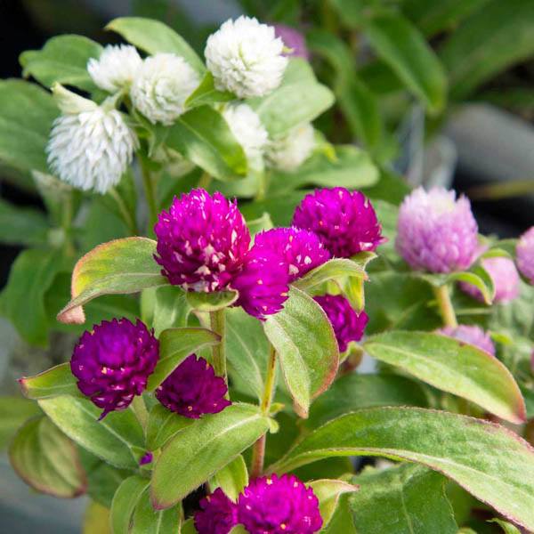 Thuốc diệt côn trùng ruồi muỗi Permecide 50EC 50ml