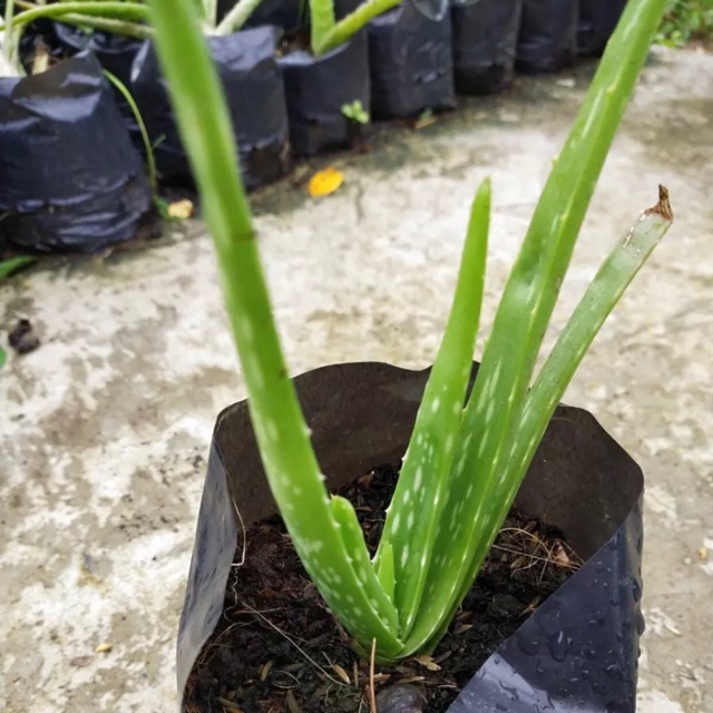 Cây Nha Đam Mỹ ( cây con )