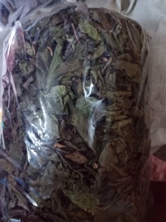 Cây xạ đen
