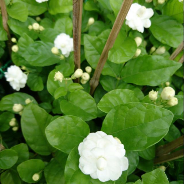 Cây hoa lài ta, cây hoa Nhài, cây hoa Lài ta, cây có hoa, cây công trình - Arabian Jasmine - Trang Flower