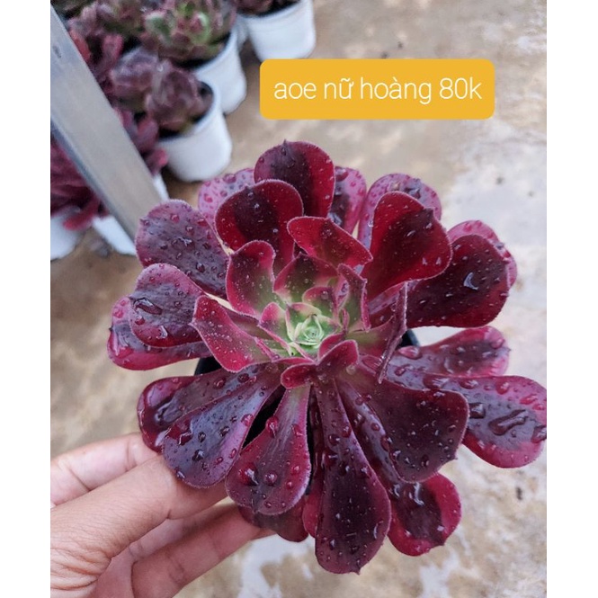 sen đá aoe nữ hoàng