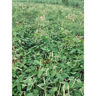 Đậu đỏ nhỏ thuần chủng 1kg, đậu đỏ quê