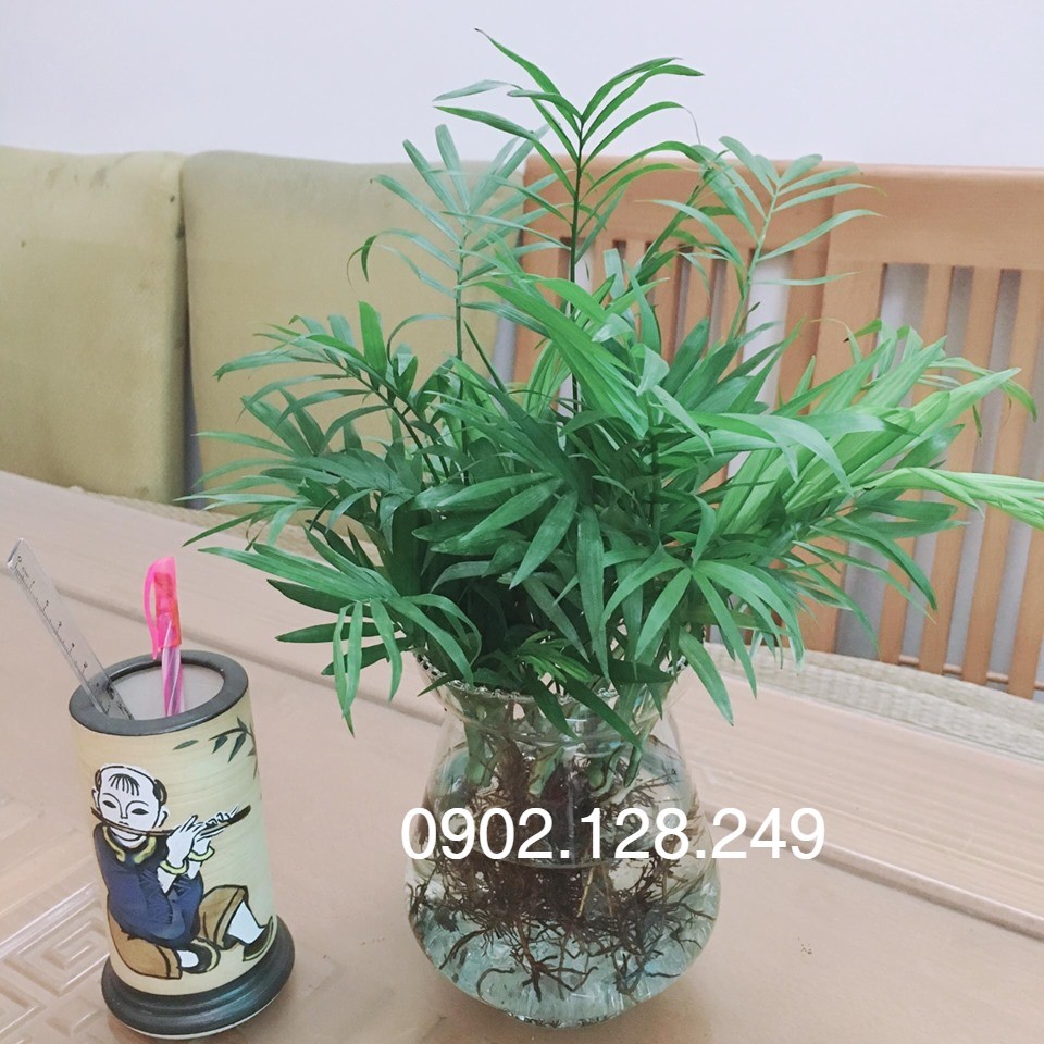Cau tiểu trâm thủy sinh kèm bình thủy tinh
