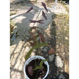 cây chuồn chuồn