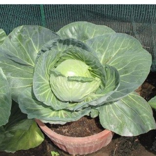 Hạt giống bắp Cải xanh F1 chịu nhiệt– 0.2Gram