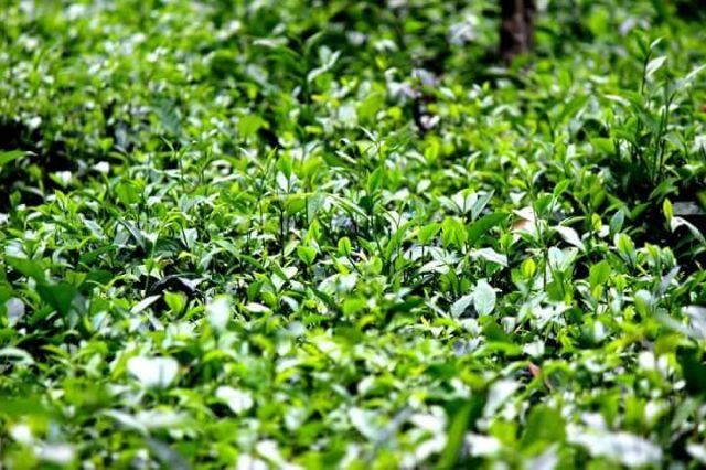 0.5kg Chè Thái loại ngon | BigBuy360 - bigbuy360.vn