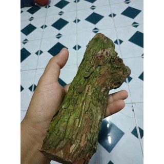 Lũa Vú Sữa nguyên khối, Gỗ vú sữa ghép lần, setup hồ bán cạn, terrarium