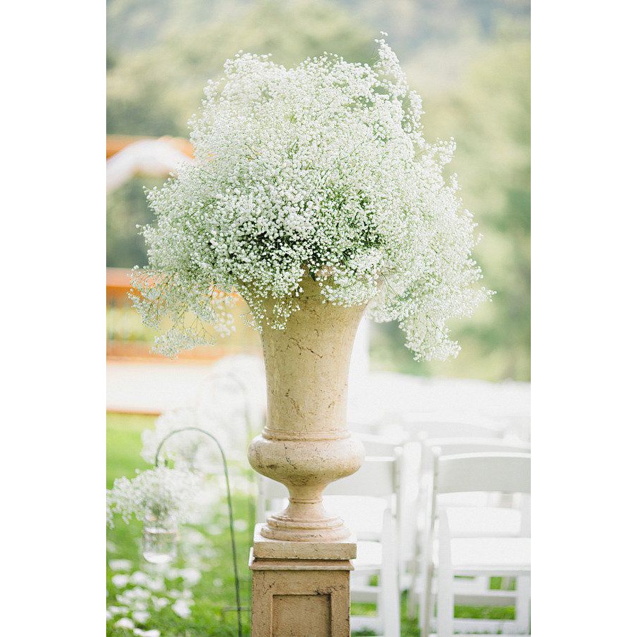 Hoa Baby Breath màu trắng  - NHẬP KHẨU 50h