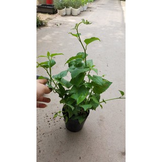 CÂY GIỐNG  HOA CÚC LEO MEXICO
