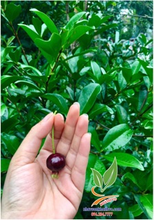 Cherry nhiệt đới sắp ra bông 004