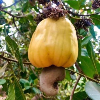 Hạt điều rang muối