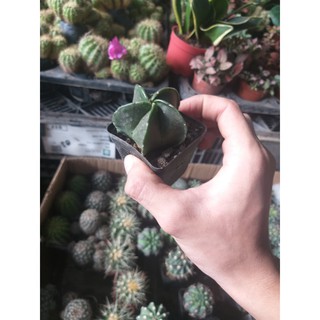 sương rồng mini cực cute tự chọn