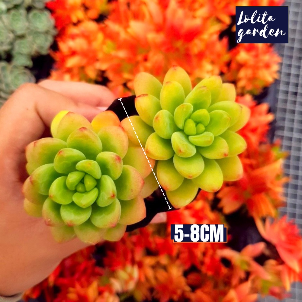 Sen đá sỏi thiên thanh xanh Đà Lạt size bé cây cảnh trang trí nhà cửa Lolita garden