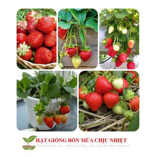 Gói 50 Hạt giống Dâu tây Đỏ QUẢ SIÊU TO và NĂNG SUẤT QUẢ SIÊU TO và CHỊU NHIỆT F1 ( Freeship toàn quốc đơn từ 50k )