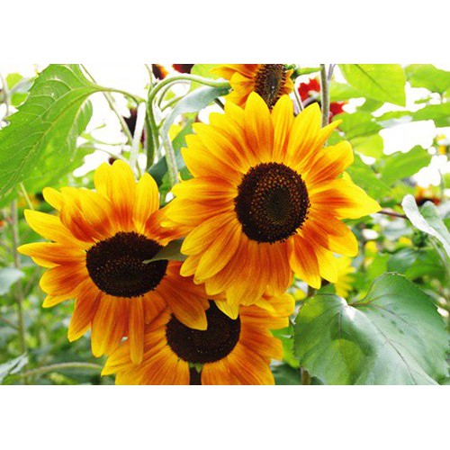 Hạt giống hoa hướng dương mix màu - 1 gói 30 hạt