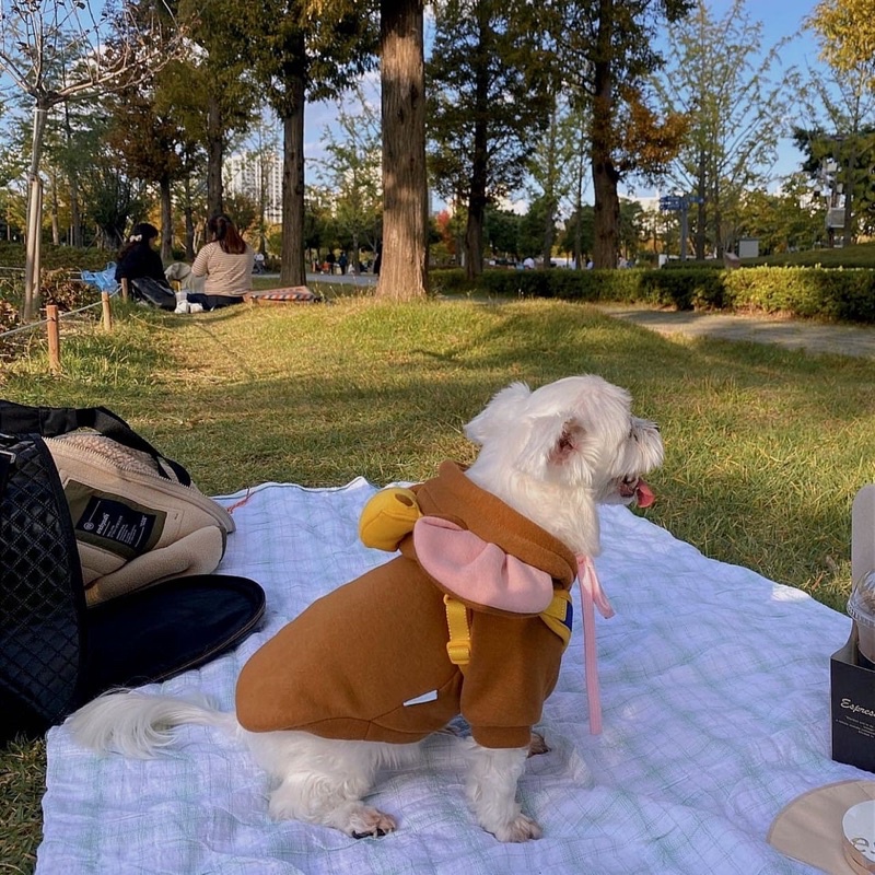 Áo Cho Thú Cưng Dễ Thương - PET0057