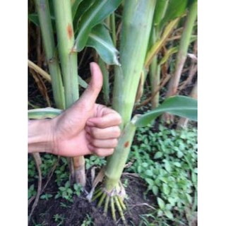 Hạt giống cỏ Sudan Super BMR - Cỏ Ngô (gói 1kg) - Hạt Cỏ Chăn Nuôi Gia Súc