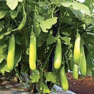 ( sale 1k ) hạt giống cà xanh dài dành cho người mới tập trồng 5 hạt