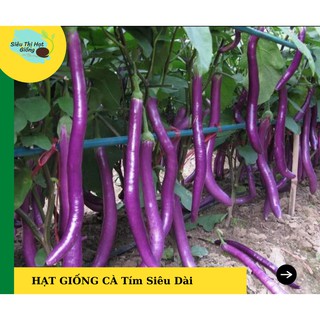 [Seeds] Hạt giống Cà Tím Siêu Dài F1