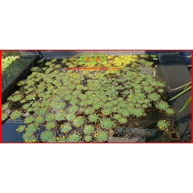Bùn sông trồng sen, súng Nhật, cây thủy sinh 5kgMinh Hân Garden