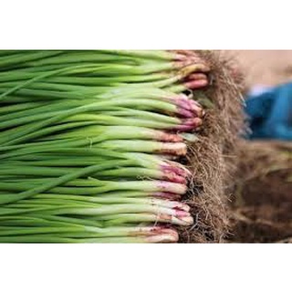 Hạt giống hành lá HN gói 1gr
