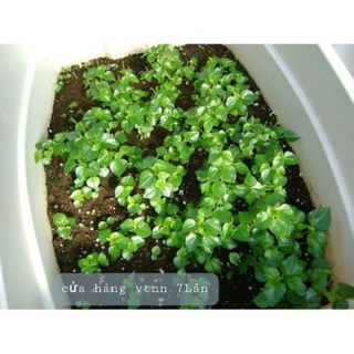 Hạt giống rau càng cua SN