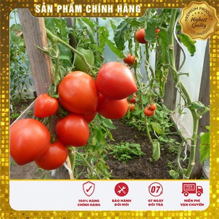 Hạt giống Cà chua Trái Tim( 30 hạt)