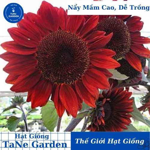 30h Hạt Giống Hoa Hướng Dương Đỏ Velvet - TaNe Garden