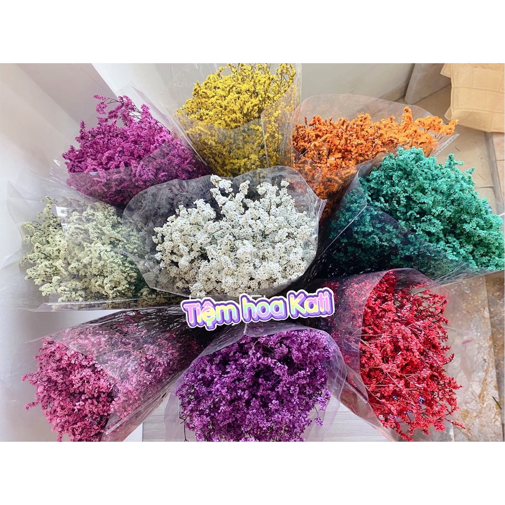 Hoa sao thuỷ tinh khô, hoa cỏ tính nhân