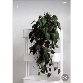 <GIÁ RẺ NHẤT>Trầu bà Mican (MICAN PHILODENDRON