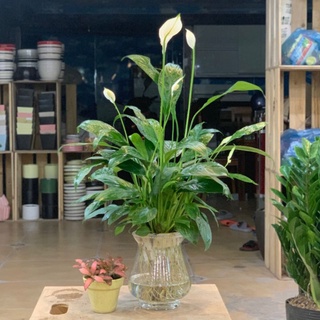 Cây ý lan thủy sinh BÌNH THỦY TINH