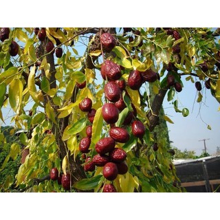 Táo Đỏ Sấy Khô Hàn Quốc - Gói 0.5kg