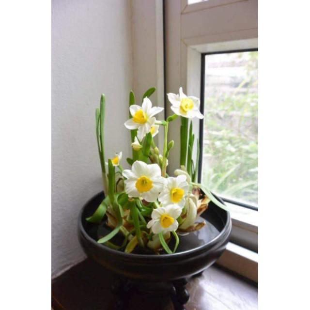 Củ giống hoa thủy tiên