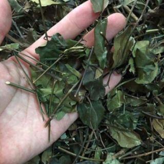 chè vằng lá sẻ sao vàng hạ thổ