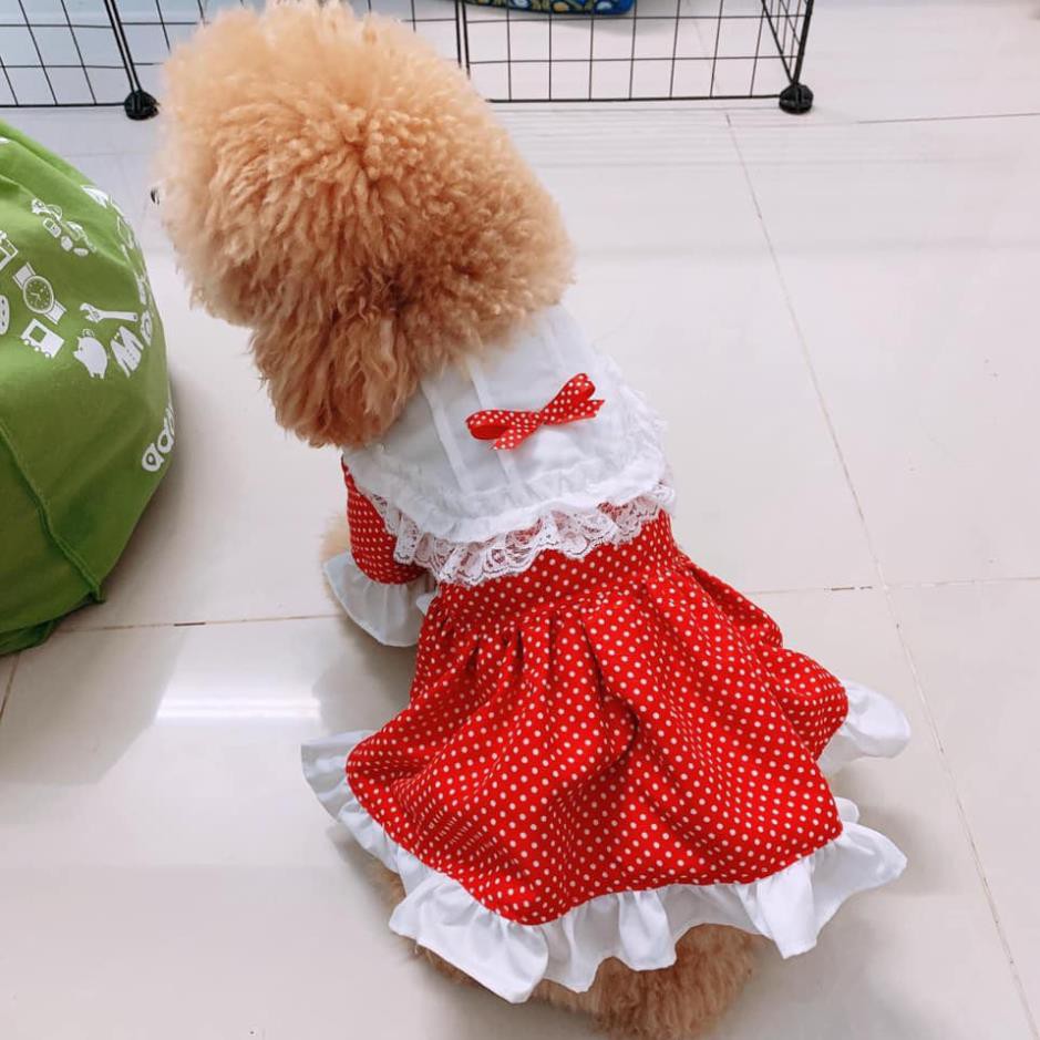 Set đồ thú cưng tlmtbb