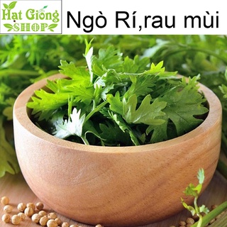 Hạt giống Ngò Rí,Rau Mùi ( gói 100 hạt)