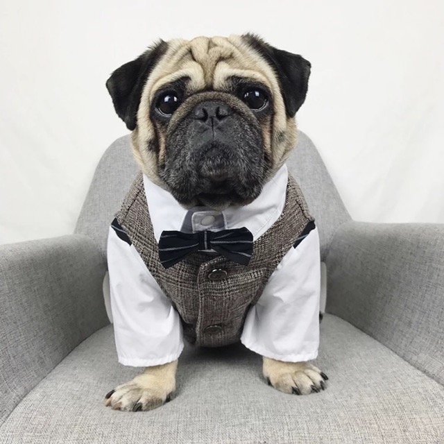 Set sơmi gile vest sz nhỏ cho chó mèo
