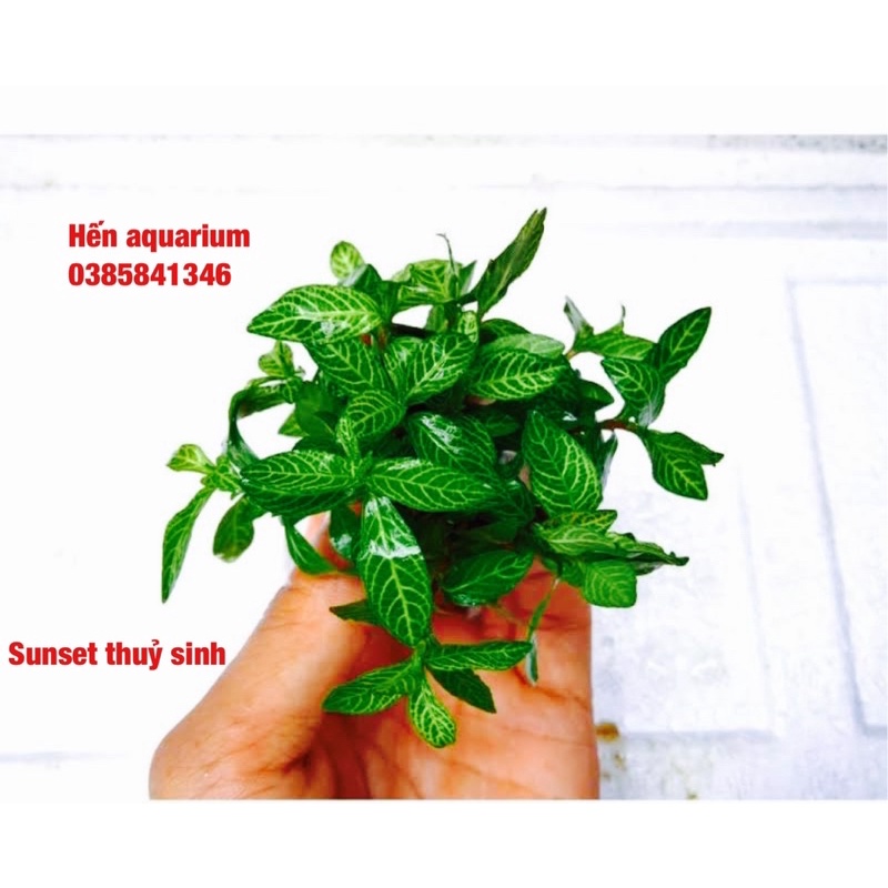 Cây thuỷ sinh Sunset .combo 8️⃣ k / 5 cây . cây thuỷ sinh siêu khoẻ không cần đất nền