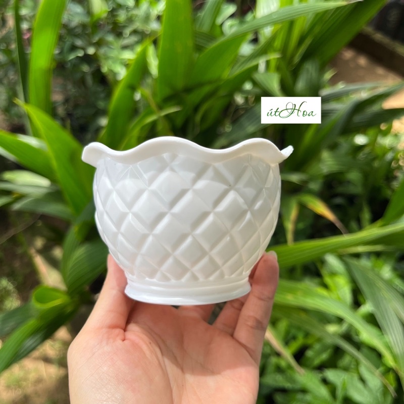 Chậu trồng cây kiểng, sen đá Quả dứa nhỏ siêu xinh