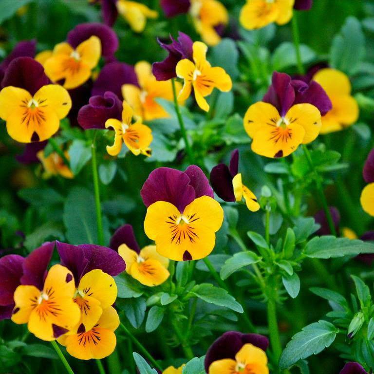 Hạt giống HOA BƯỚM PANSY mix nhiều màu gói 100 hạt