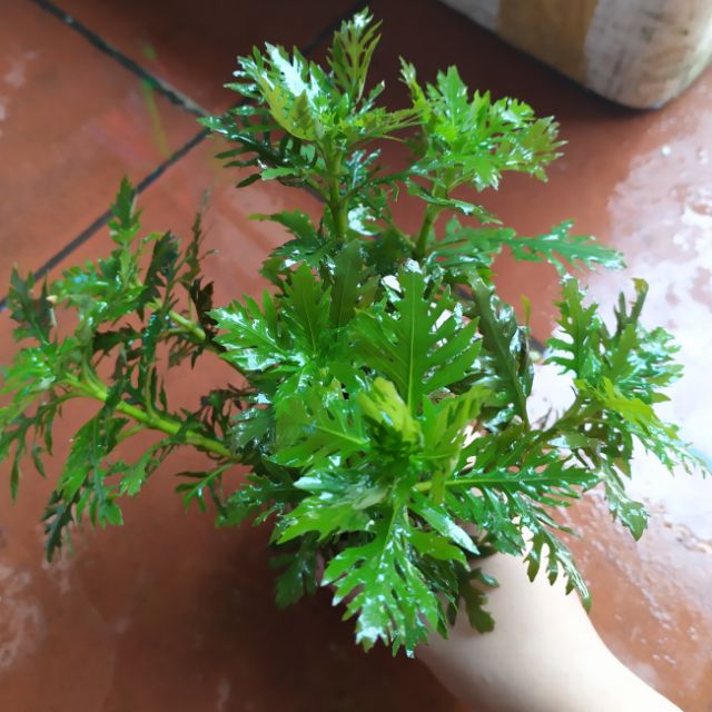 Cây thủy sinh Cây Thủy Cúc . ẢNH THẬT CỦA SẢN PHẨM